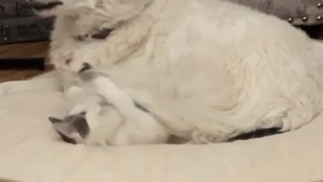 Dog and cats