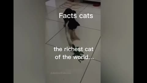 Cats facts