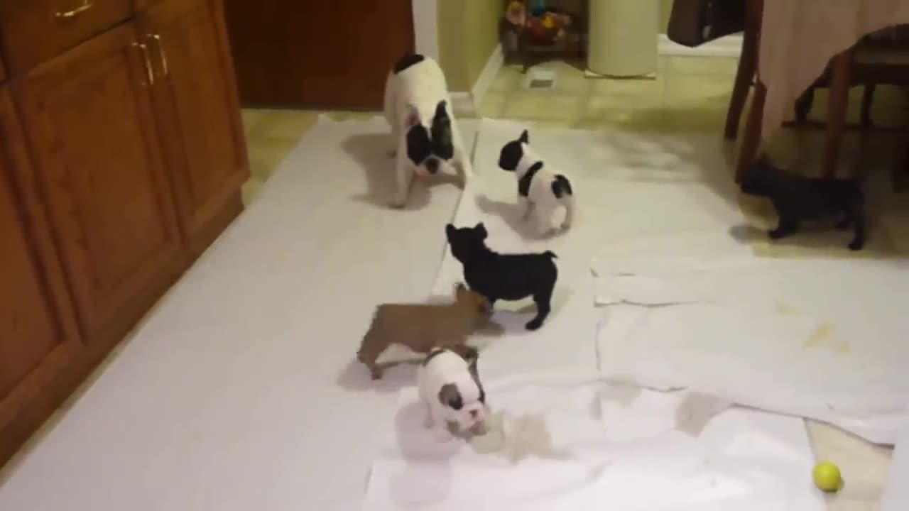 French bulldog playing with his pups