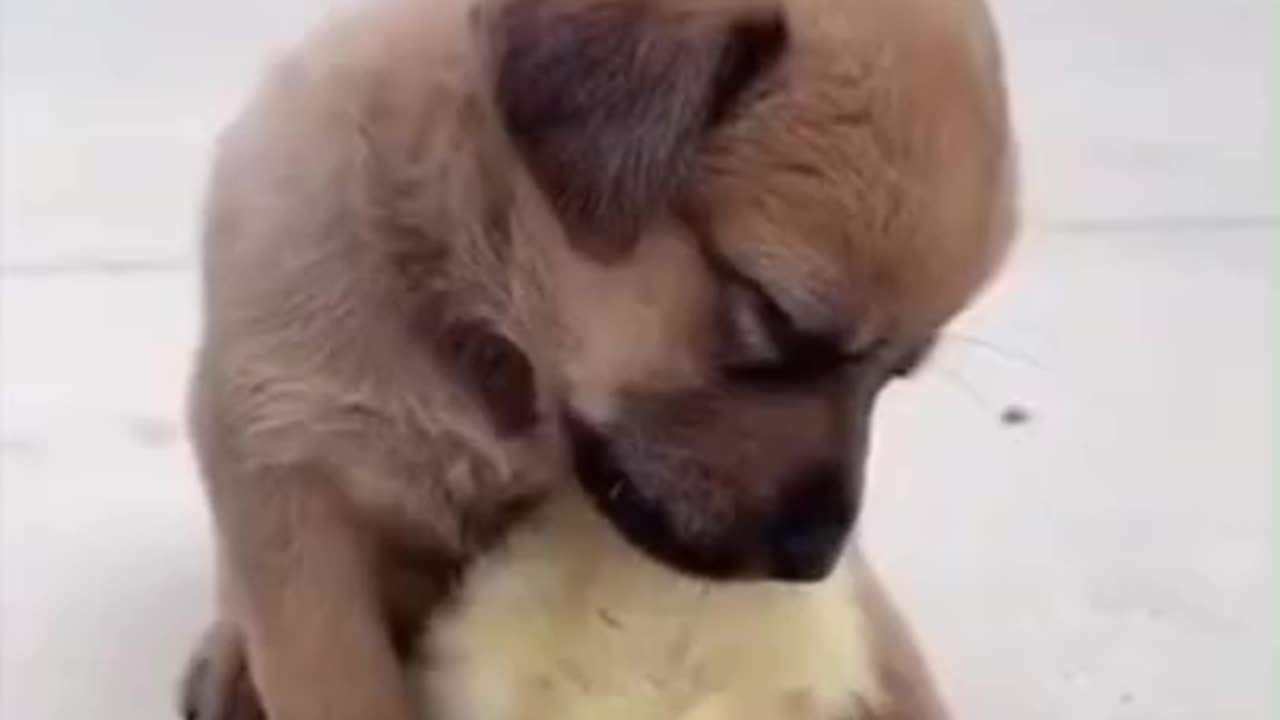 Dog & cock video