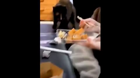 Funny Animals 🤣