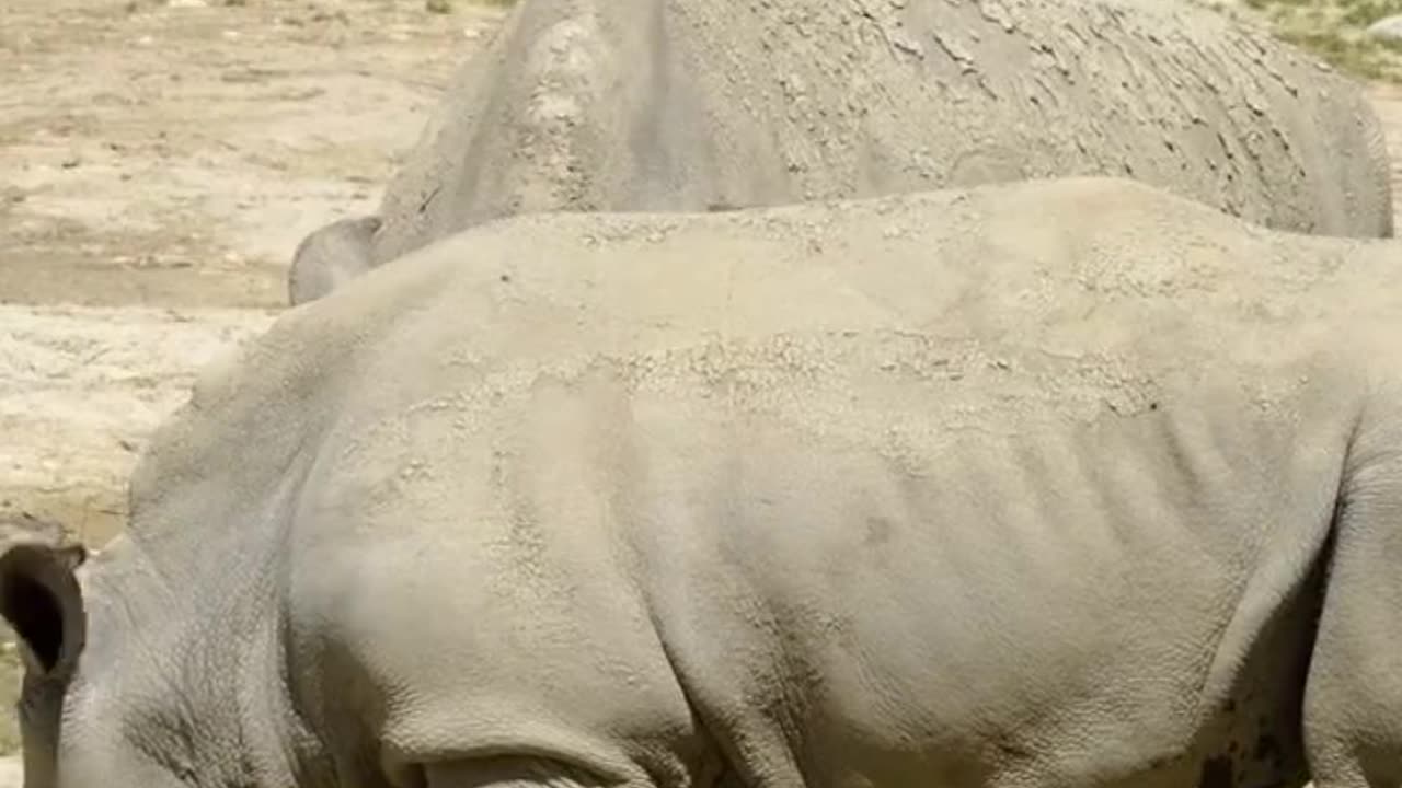 Rhinoceros Animals Videos For Kids