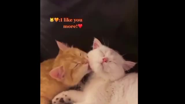 romantic cat