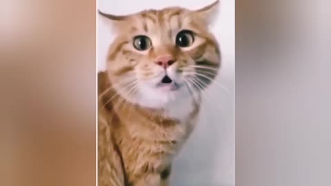 Cute_and_Funny_Dog_And_Cat_Compilation_{Angry_Cat Short