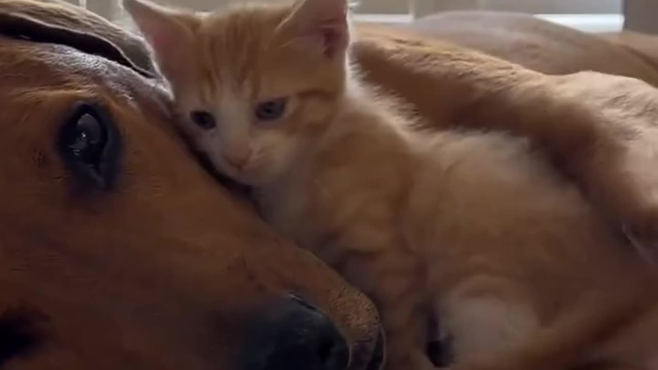 Funny cats video