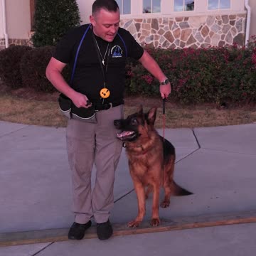 What Do Pirates and Dog Trainers Have in Common?