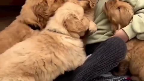 Puppies Love Babies!