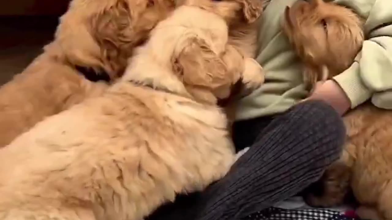 Puppies Love Babies!