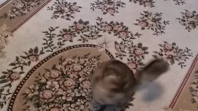 My cat runs faster than F-1