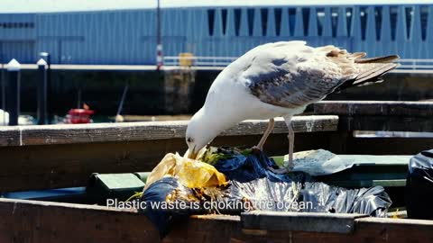 'When we protect the ocean, the ocean protects us back' - Upcoming UN Ocean Conference (July 2022)