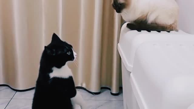 Funny cat videos 🤣😆 funny animal video
