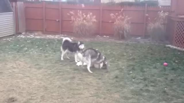 Huskies playing with Akita and puppy