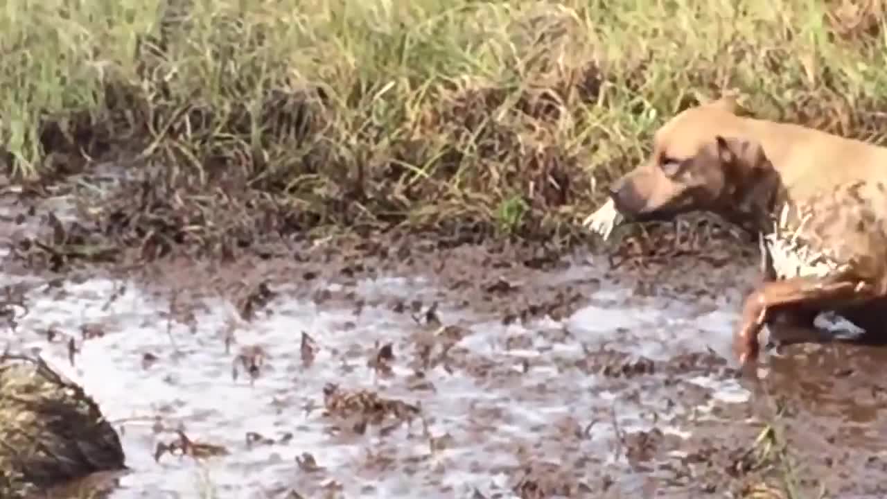 Porcupine Too Aggressive! Defeat Lion, Pitbull, Leopard-Most Amazing Moments Of Midnight Battles-14