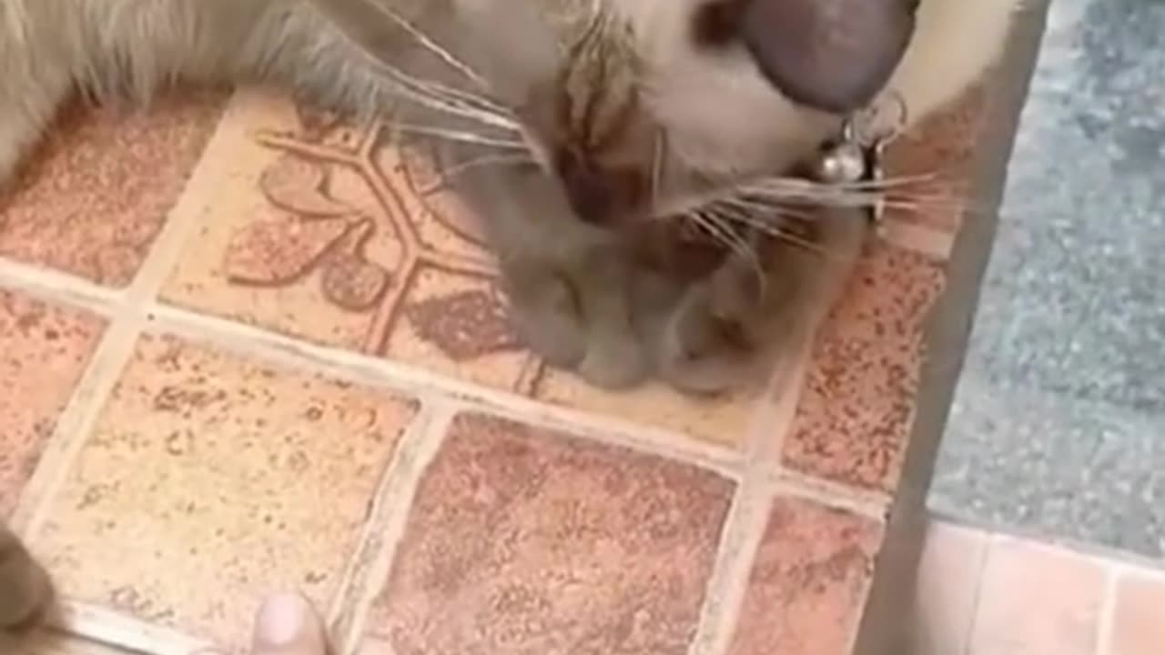 Cat funny video