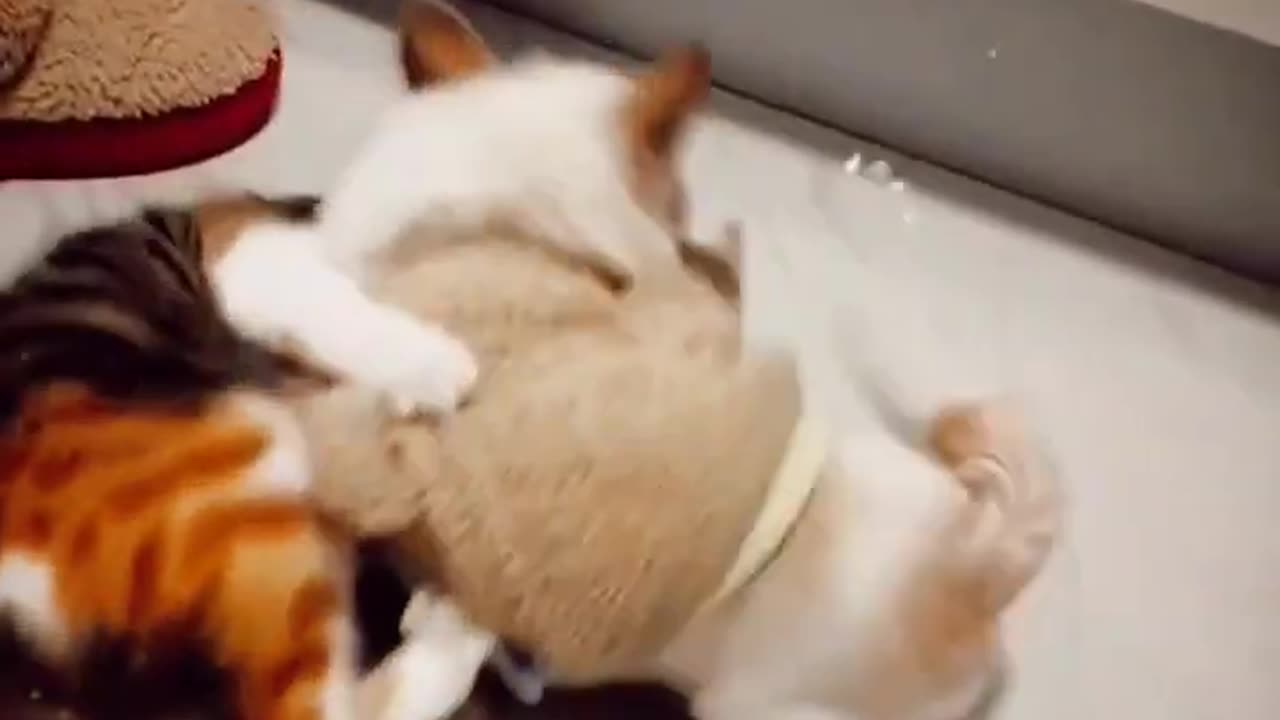 Cat And Dog Fighting Videos _ Cat And Dog Funny Compilation 2023 _Animals Funny Videos #shorts #cats