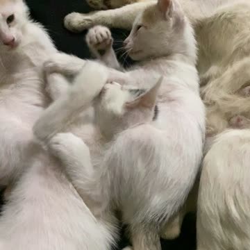 Play Each other cats kids