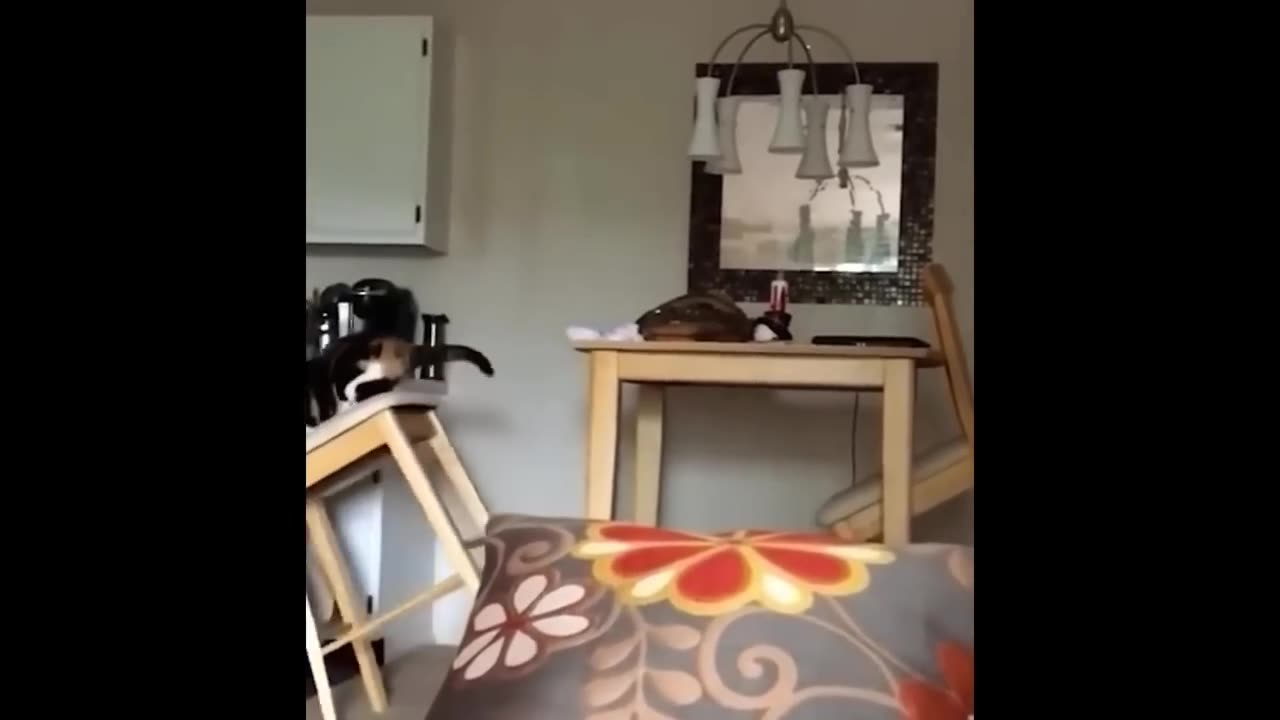 TRY NOT TO LAUGH.FUNNY CATS AND DOGS.