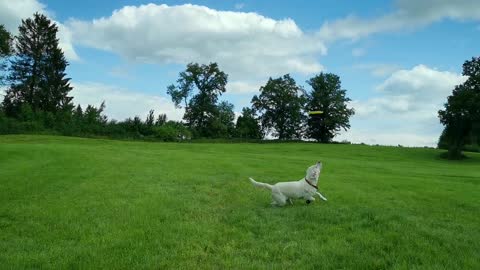 Labrador Training