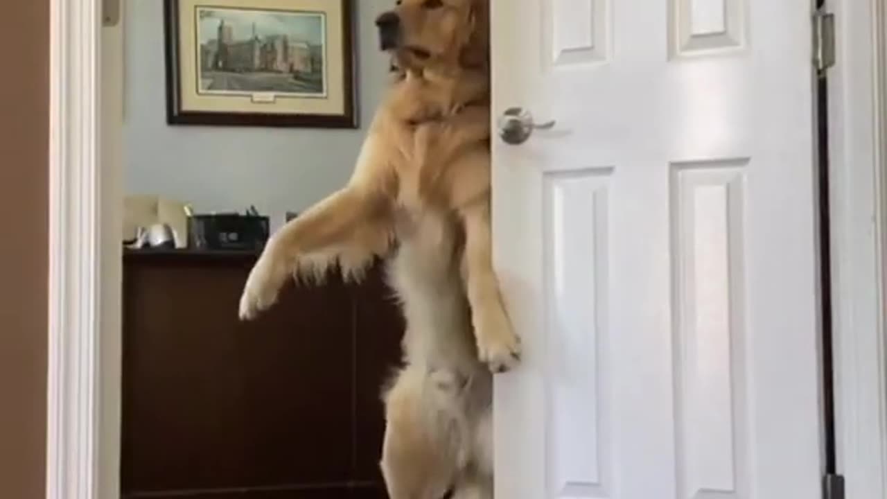 Dog Making Tik Tok video ❤️🤣