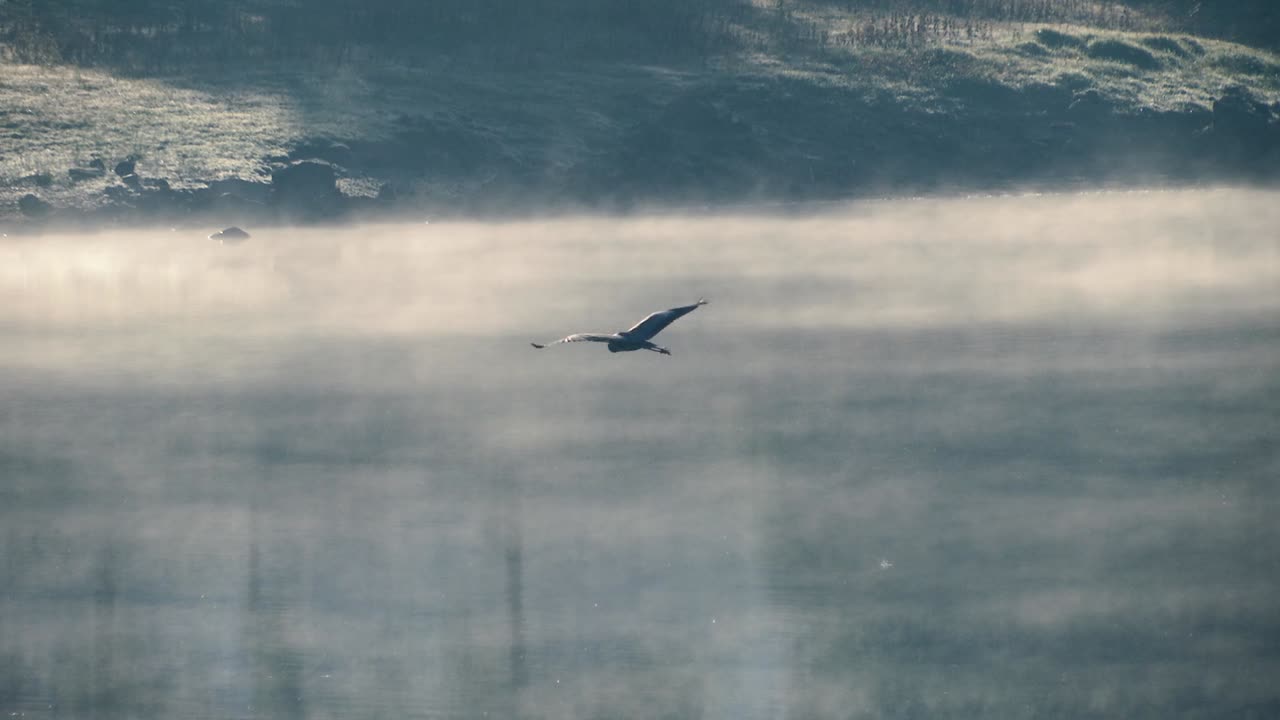 Bird Flying