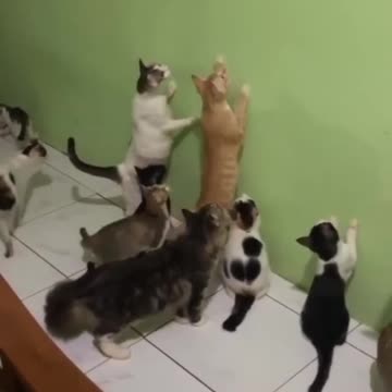 Cats funny scene