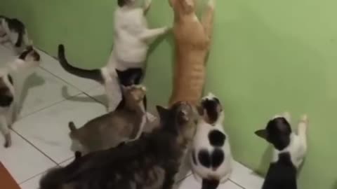 Cats funny scene