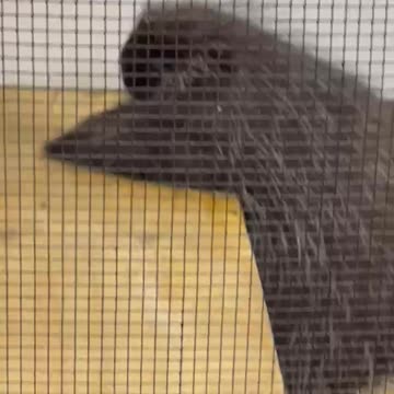 Porcupine waiting for his dinner