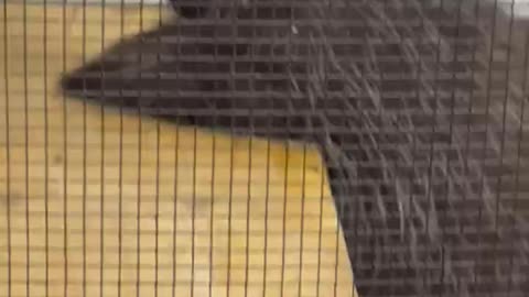 Porcupine waiting for his dinner