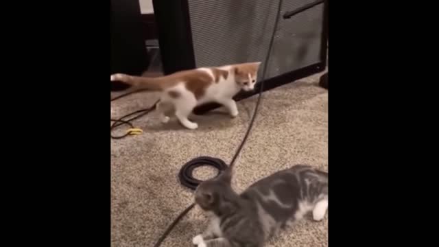 Funniest Cats And Dogs - Best Of The 2022 Funny Animal Videos.#9