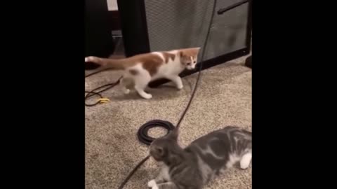 Funniest Cats And Dogs - Best Of The 2022 Funny Animal Videos.#9