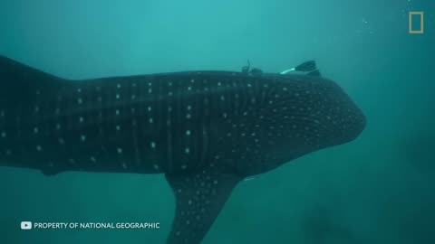 Creatures Found at the Bottom of the Ocean