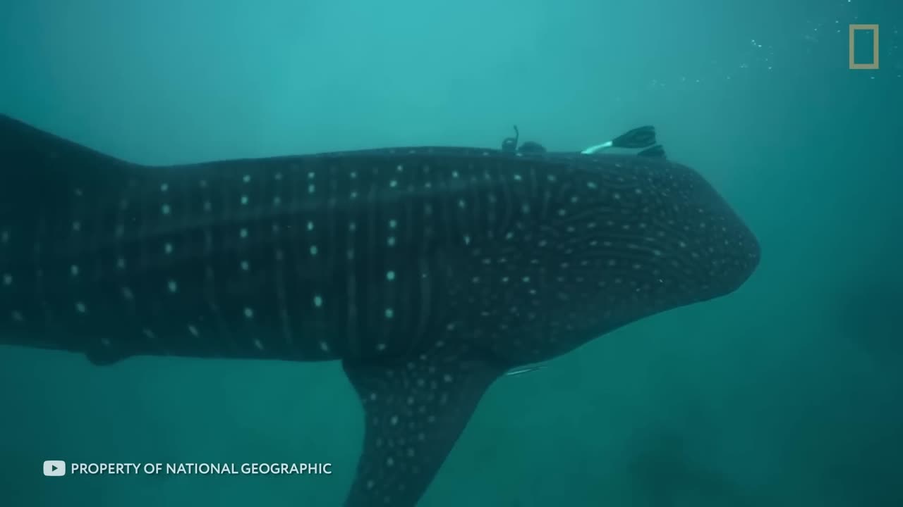 Creatures Found at the Bottom of the Ocean