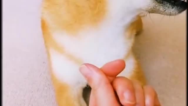 pet shop.