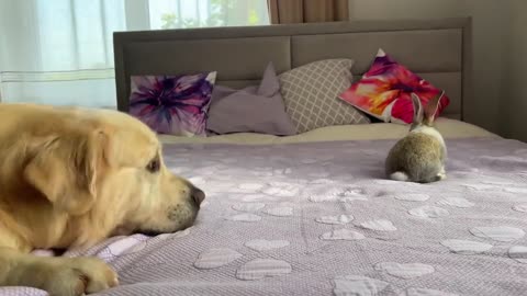 Golden Retriever Funny Reaction to Adorable Bunny