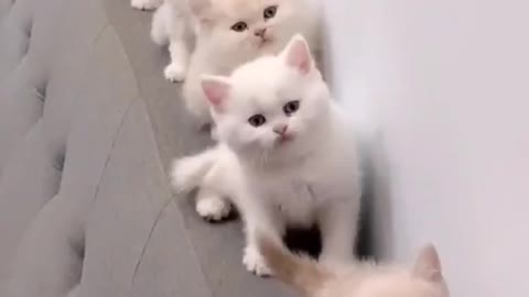 six kittens