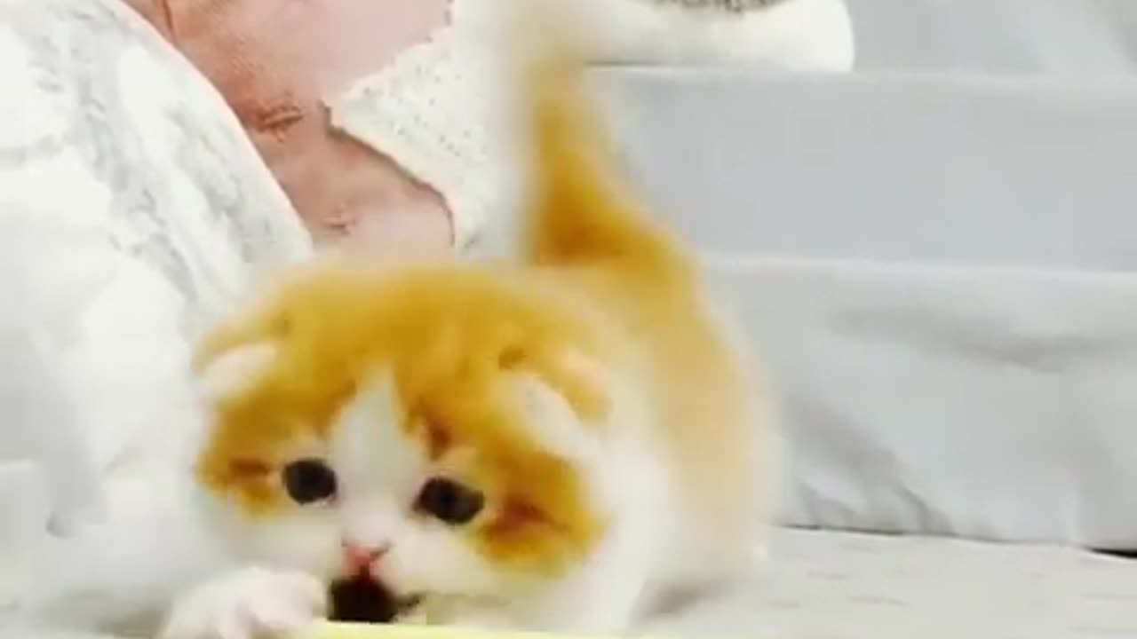 Check this out cute cats