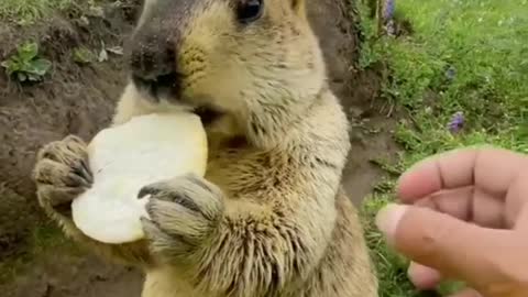 Cute 😍 groundhog..