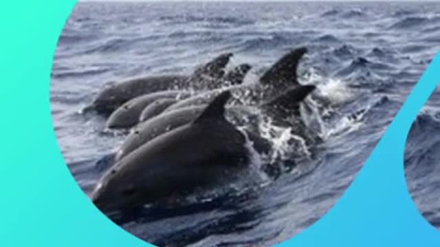 10 Ways Dolphins Show They Have a Darker Side