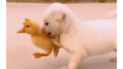 Funny video