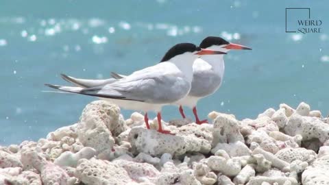 Interesting facts about sea bird by weird sqaure