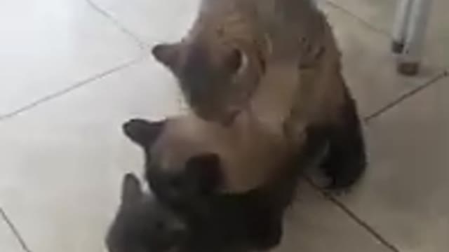 three cats love one looking