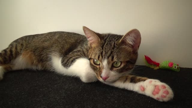 Cute Kitten Shows His Little Paw Beans