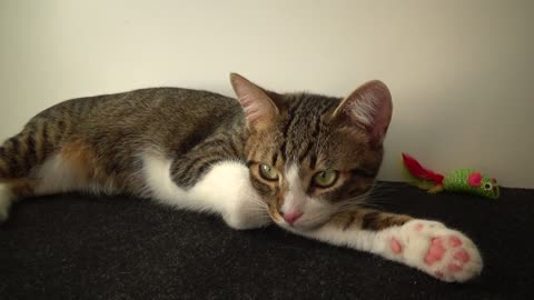 Cute Kitten Shows His Little Paw Beans