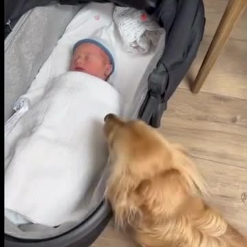 Why Furry Friends are the Secret to Baby's Happiness