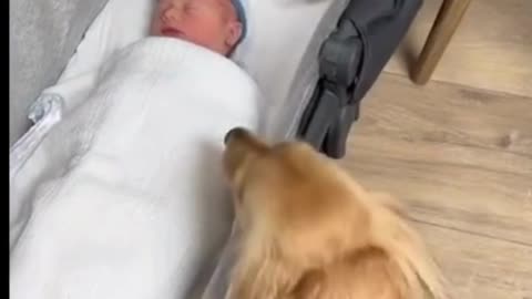 Why Furry Friends are the Secret to Baby's Happiness