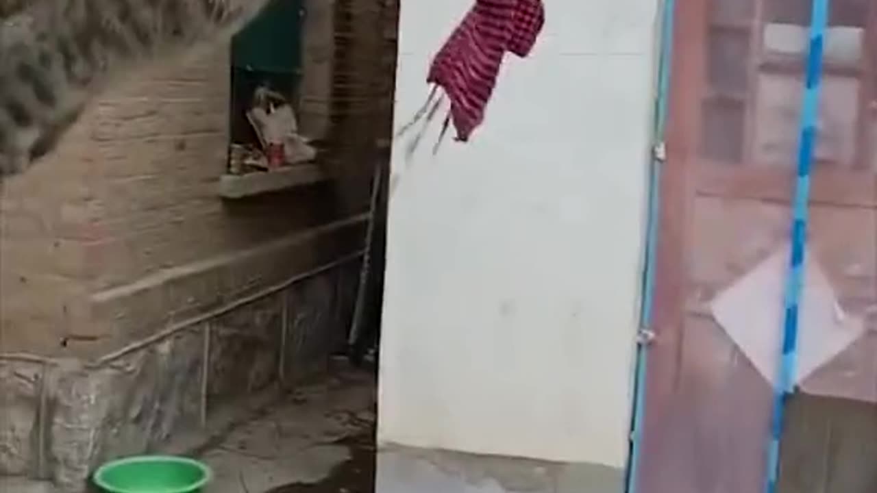 Cat hanging