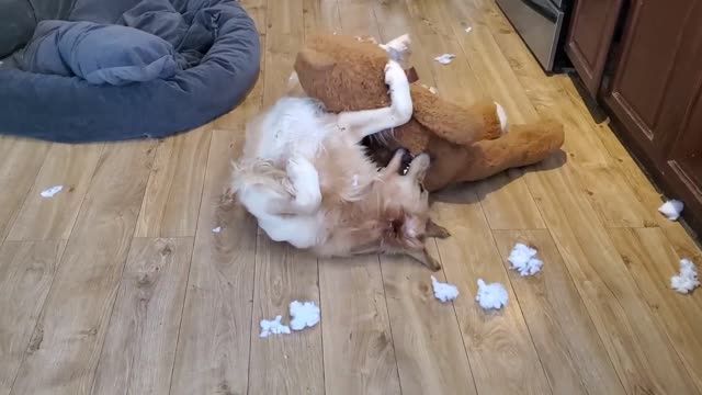 Golden Retriever vs Teddy Bear