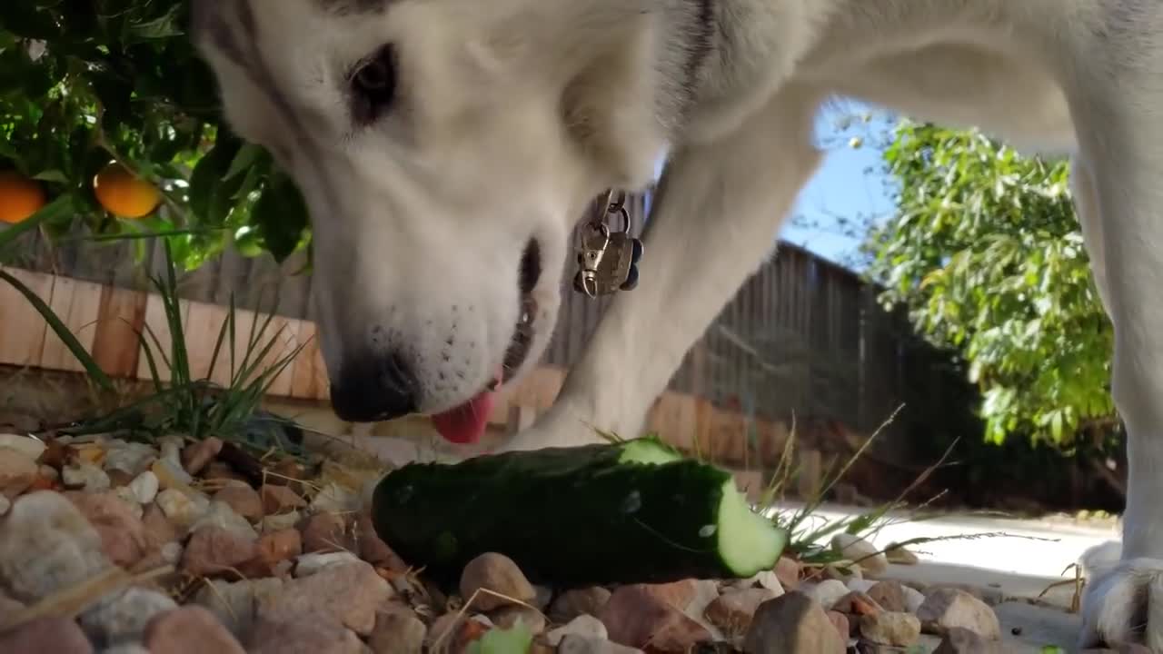 My Dogs Try Fruits And Vegetables | Will They Eat It? 🍑🍉🌶🍇