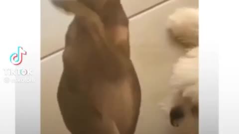 Talented Dog