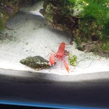 Close call with Japanese Pistol Shrimp